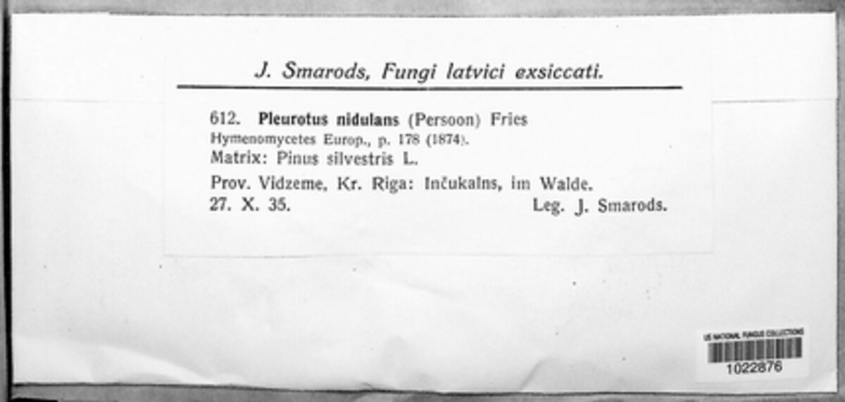 Phyllotopsis nidulans image